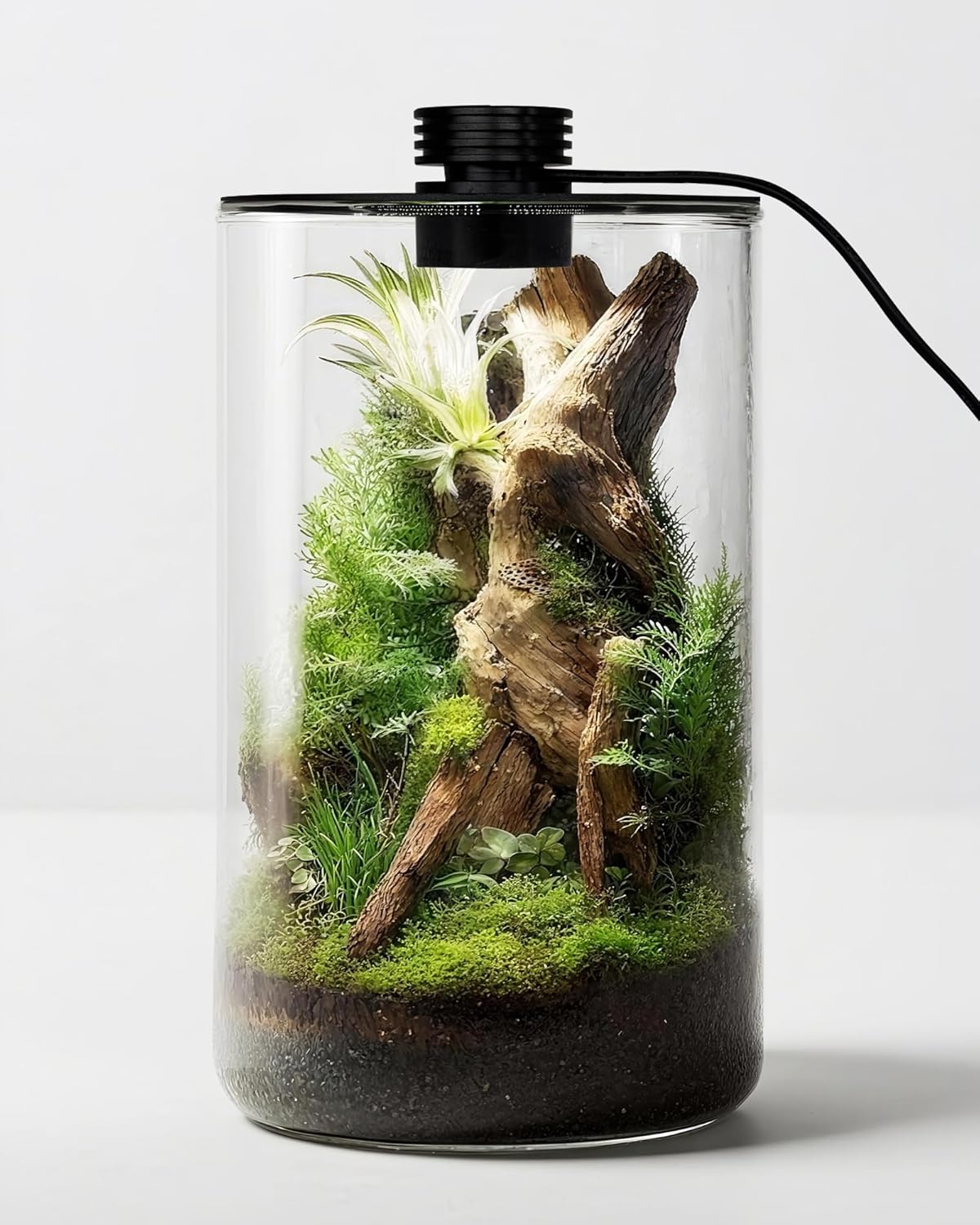 Betta Fish Tank - 屋内ガラス製テラリウム（育成ライト付き）、高さ9.8インチ×奥行き5.9インチ、多肉植物、苔、ミニガーデン、ベタ魚水槽、きのこ栽培用 - 家庭やオフィスの装飾用植物育成ランプ、植物愛好家へのギフト