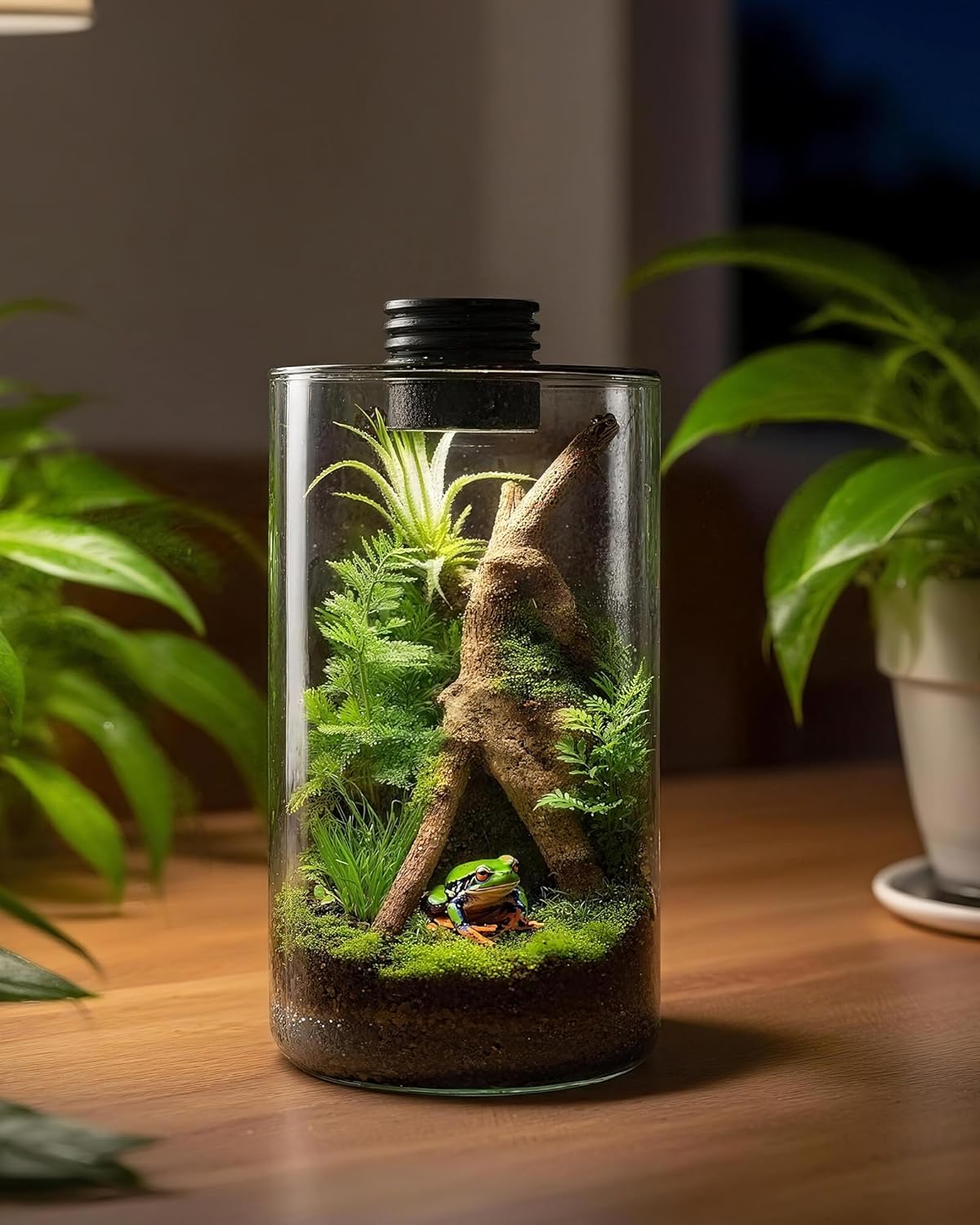 屋内ガラス製テラリウム（育成ライト付き）、高さ9.8インチ× - Betta Fish Tank のレビューと価格