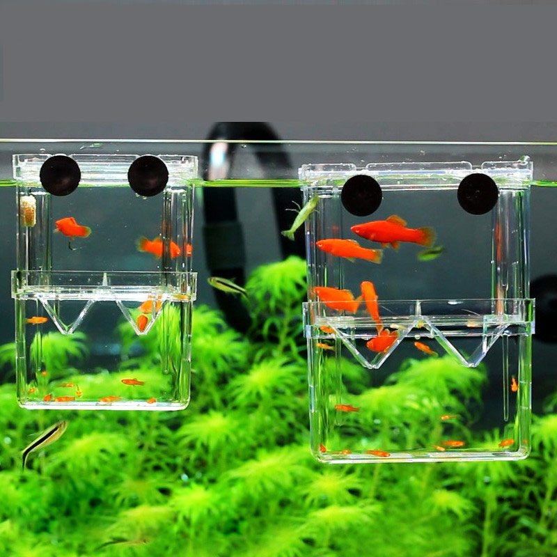 孔雀魚繁殖隔離ボックス水槽水族館ブリーダーボックス二重穴ベタ - Betta Fish Tank のレビューと価格